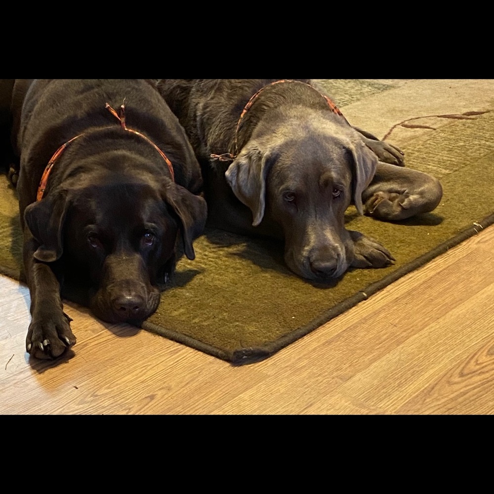 Meet your Posher, Julie